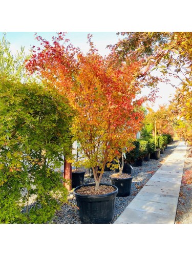 Acero rosso giapponese...