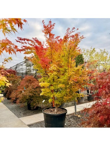 Acero rosso giapponese...