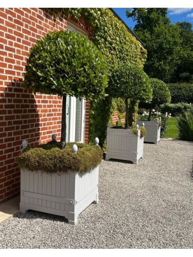 Alloro "Laurus nobilis"...