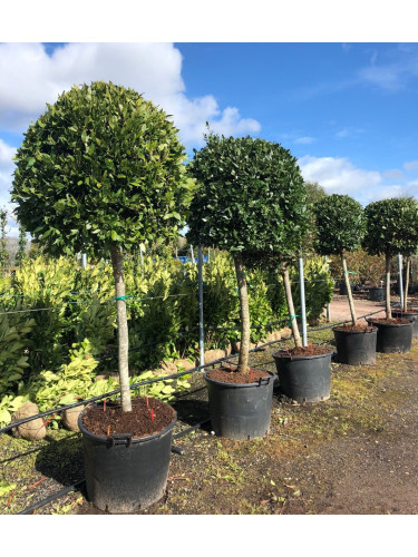 Alloro "Laurus nobilis"...