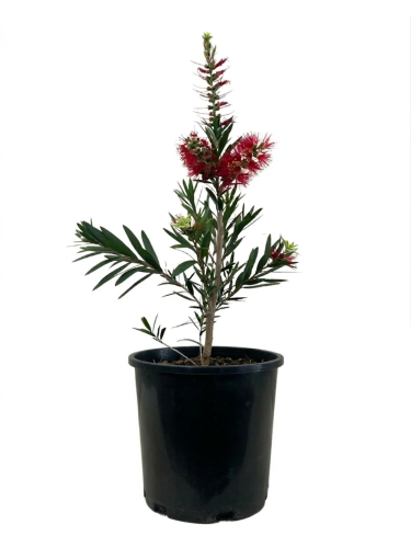Callistemone "Callistemon...