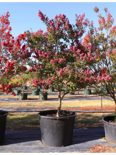 Lagerstroemia indica pianta...