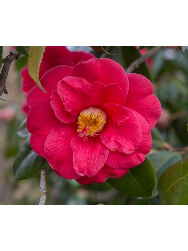 Camelia rosa intenso rosso...