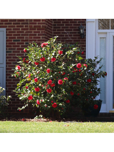 Camelia rosa intenso rosso...