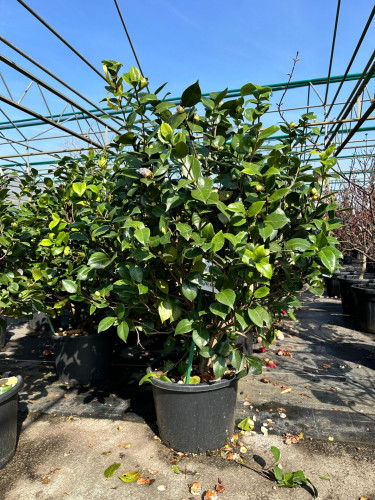 Camelia rosa intenso...