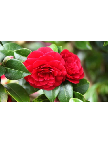 Camelia rossa "Camellia...