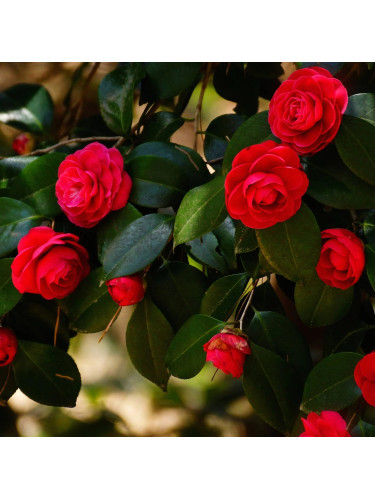 Camelia rossa "Camellia...