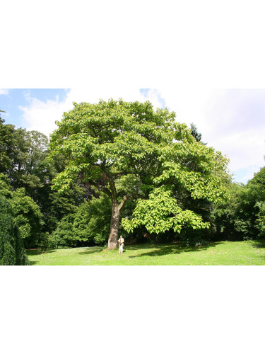 Paulonia "Paulownia...