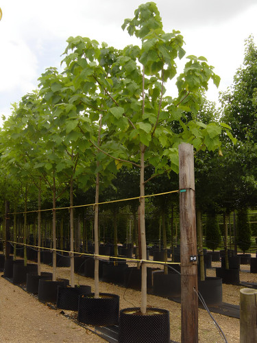 Paulonia "Paulownia...