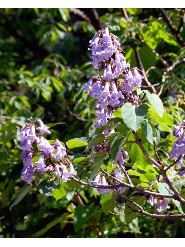 Paulonia "Paulownia...