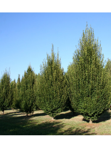 Carpinus betulus...