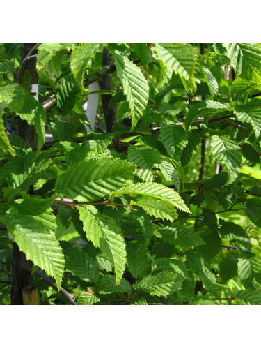 Carpinus betulus...
