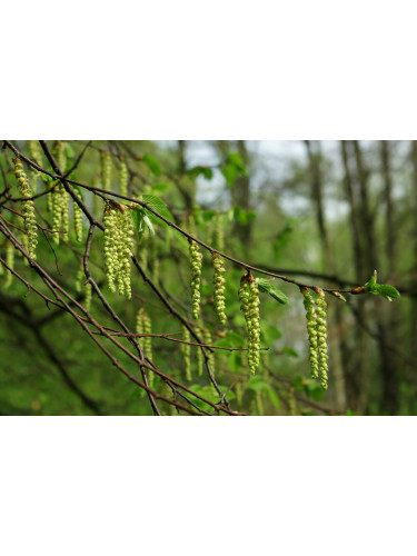 Carpinus betulus...