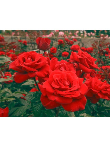 Rosa rifiorente rossa...