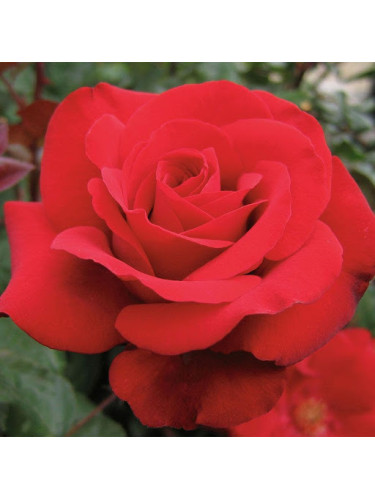 Rosa rifiorente rossa...