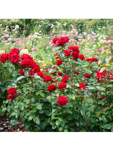 Rosa rifiorente rossa...