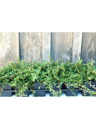 Cotoneaster dammeri Streibs...