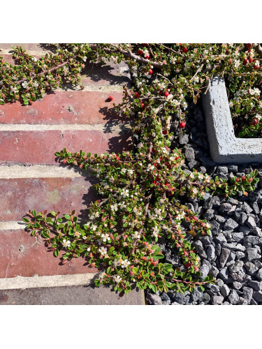 Cotoneaster dammeri Streibs...