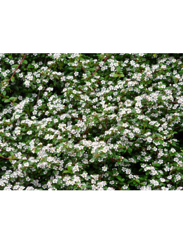 Cotoneaster dammeri Streibs...