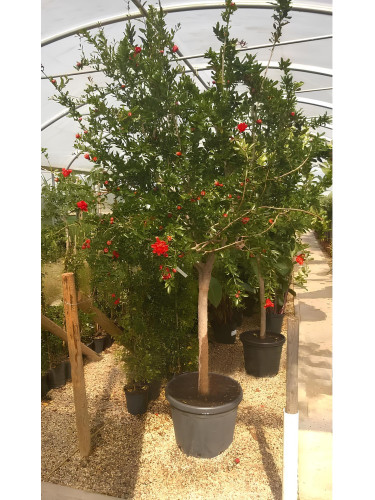 Melograno da frutto "Punica...