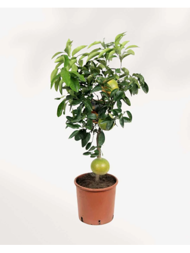 Pomelo Pummelo "Citrus...