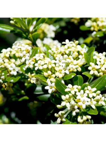 Pitosforo "Pittosporum...