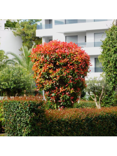 Fotinia "Photinia x fraseri...