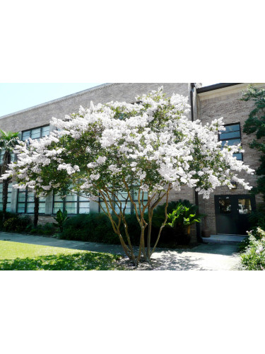 Lagerstroemia indica bianca...