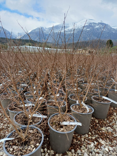 Lagerstroemia indica bianca...