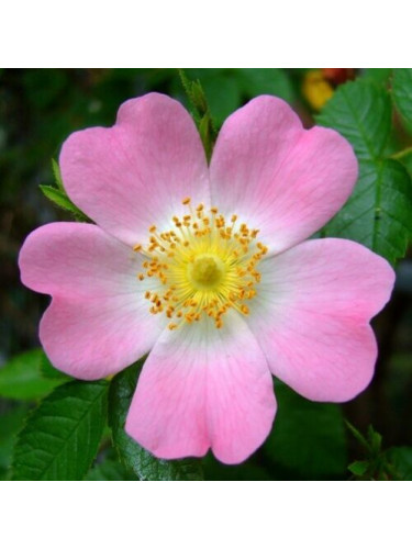 Rosa canina rosa selvatica...