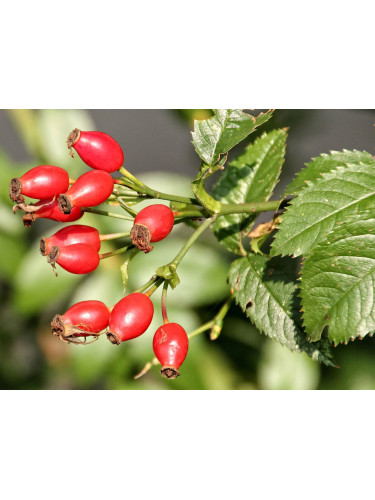 Rosa canina rosa selvatica...