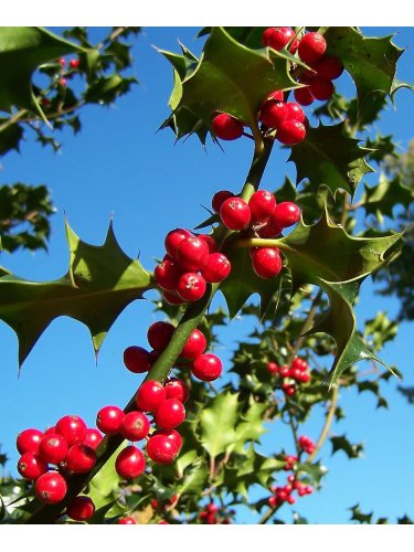 Ilex Aquifolium Vaso 18...