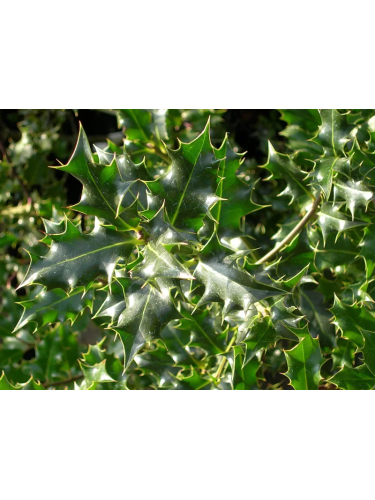 Ilex Aquifolium Vaso 18...