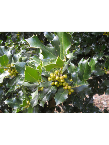 Ilex Aquifolium Vaso 18...