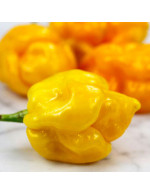 Peperoncino piccante pianta in vaso ø10 cm Varietà a scelta