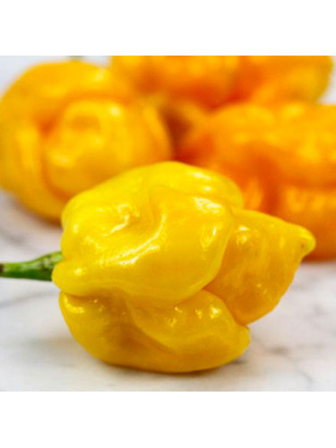 Peperoncino piccante pianta in vaso ø10 cm Varietà a scelta