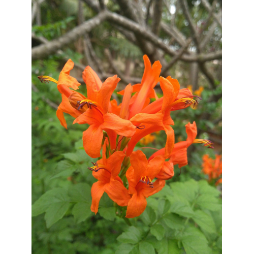 Pianta Bignonia Capensis - Rampicante Con Fiori Arancioni, Vaso 17cm - Foto 3