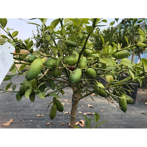 Limone Caviale RossoCitrus australasica pianta di Finger Lime vaso Ø30 h 170/190 cm 