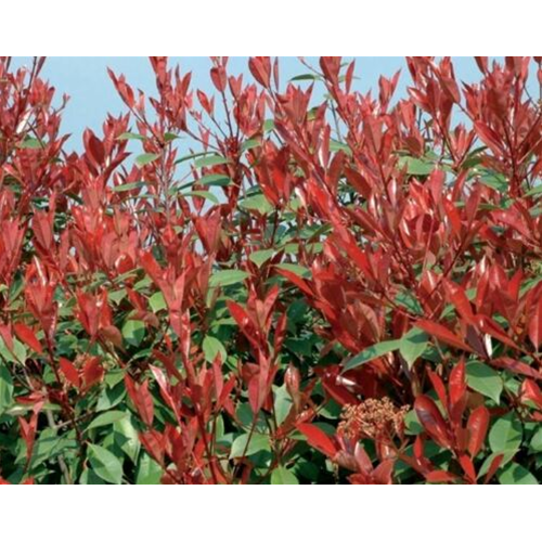 Photinia Little Red Robin - Pianta Da Siepe Nana, Vaso Biodegradabile, Colore Rosso Intenso - Foto 3