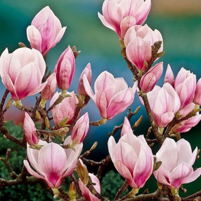 La magnolia: il fiore della primavera
