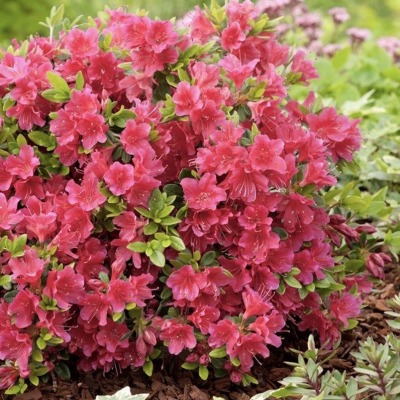 Come coltivare l'azalea in giardino: il fiore della gioia