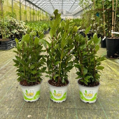 L'alloro di Grottammare: aromi intensi, eleganza autentica; nel tuo giardino e sulla tua tavola