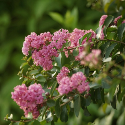 Lagerstroemia: la pianta che colora ogni stagione del tuo giardino