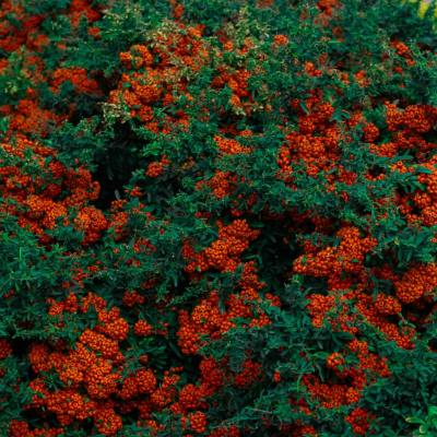 Colori d’autunno e difesa naturale: scopri la Piracanta