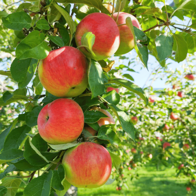 Piante da frutto: bellezza, raccolto e biodiversità