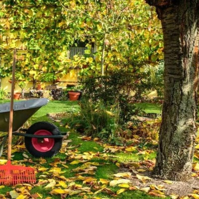 Piantare in autunno: guida alle varietà ideali