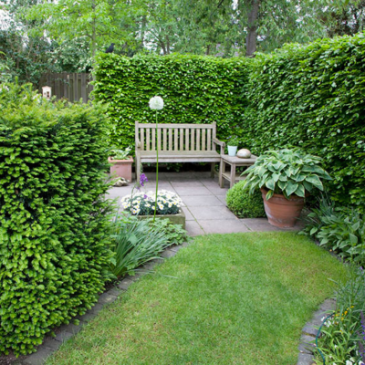 Verde che protegge: scegli la siepe giusta e piantala ora