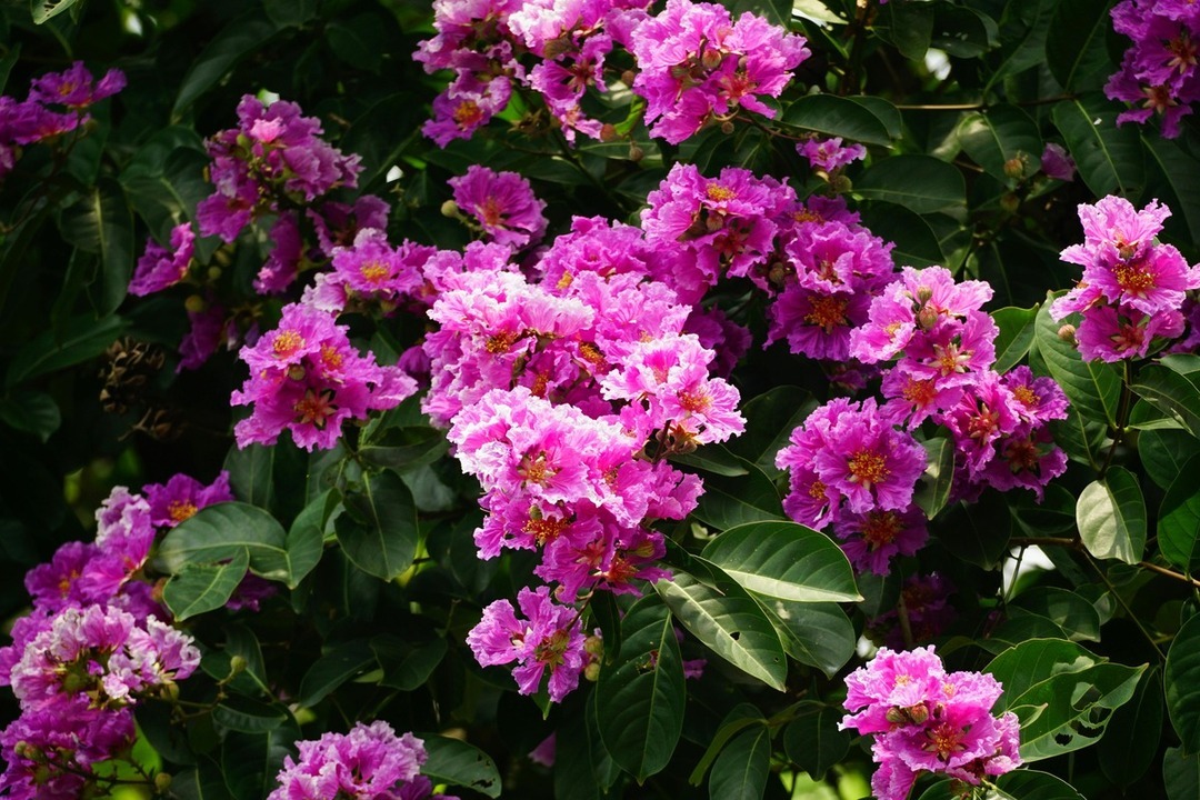 Lagerstroemia: la pianta che colora ogni stagione del tuo giardino