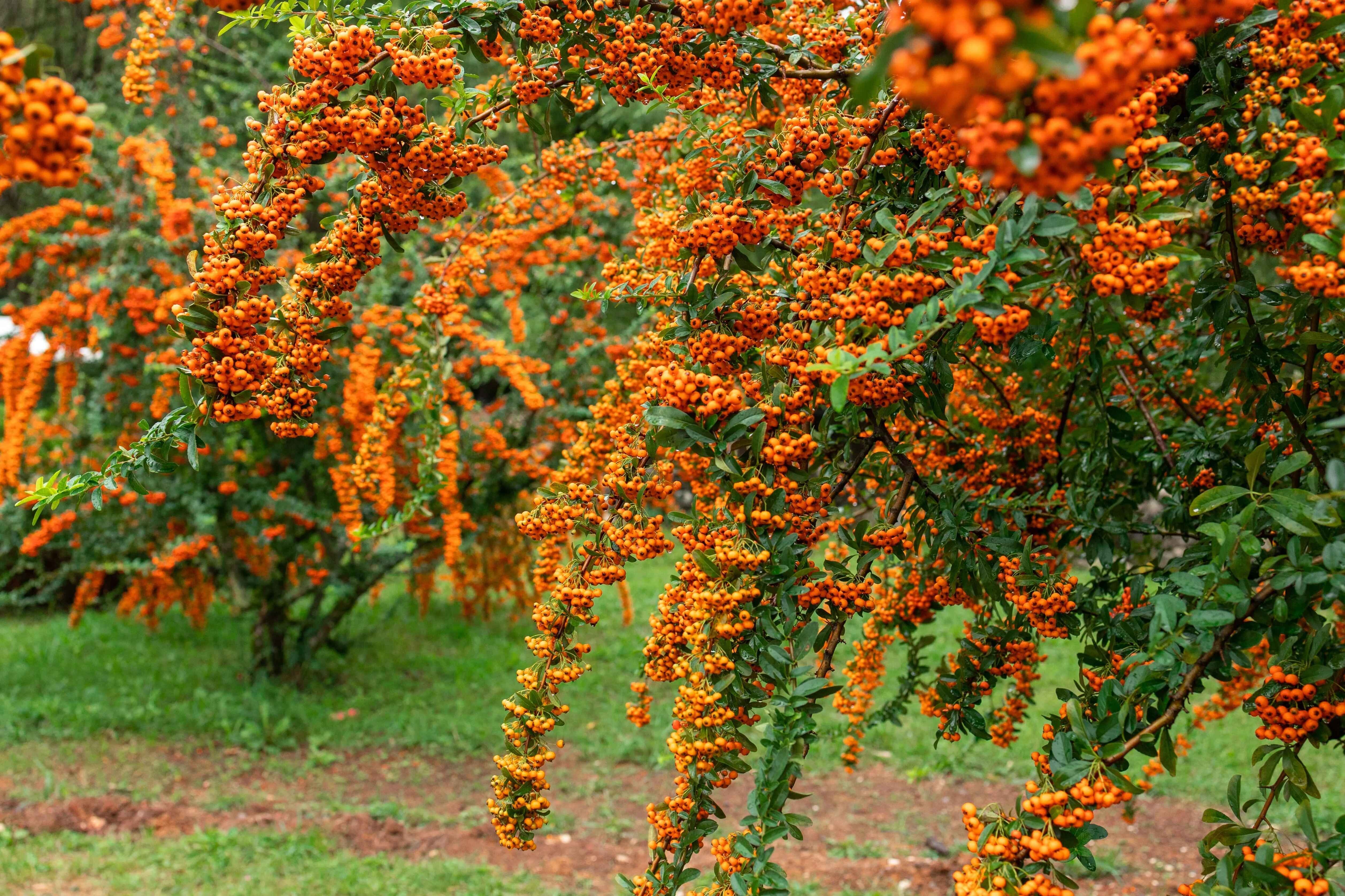Colori d’autunno e difesa naturale: scopri la Piracanta