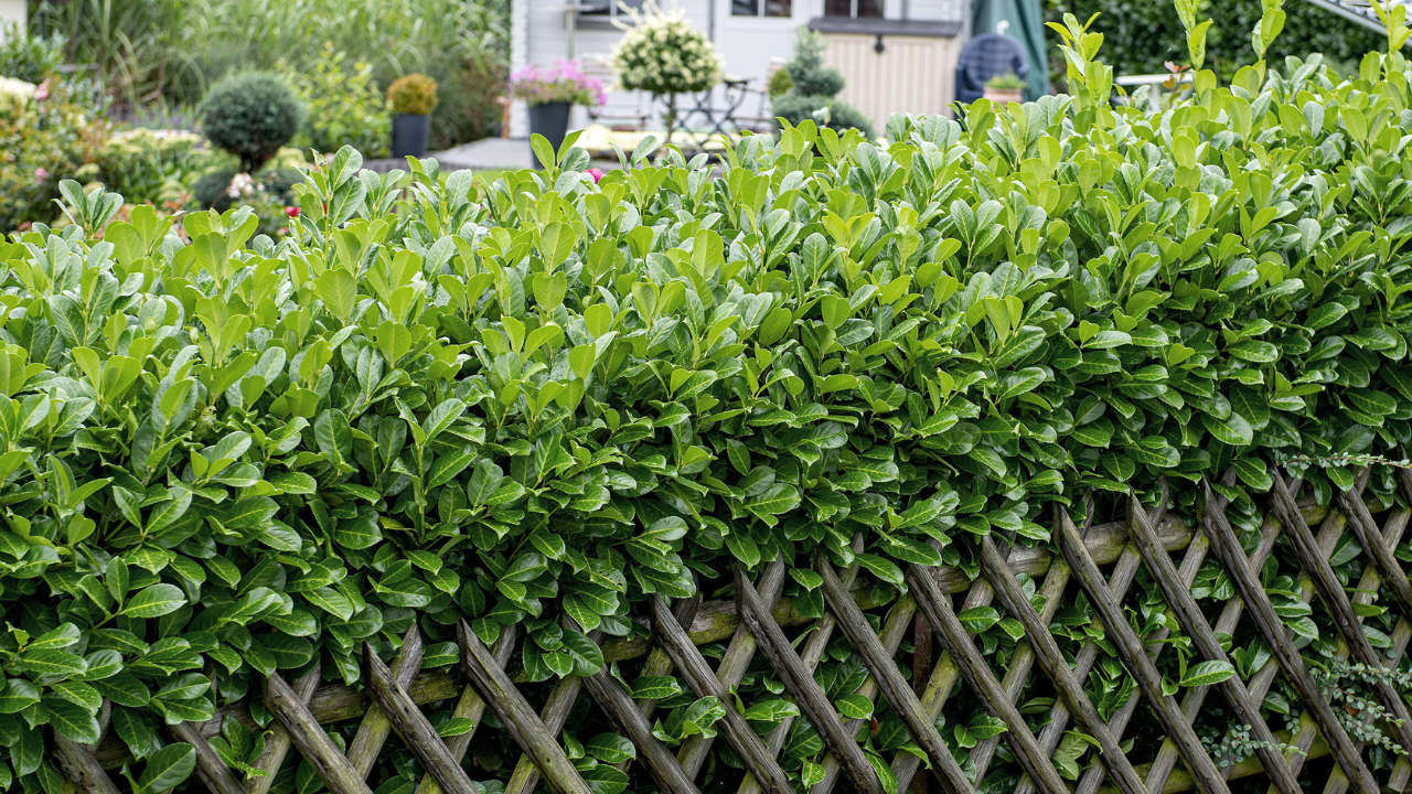 Verde che protegge: scegli la siepe giusta e piantala ora